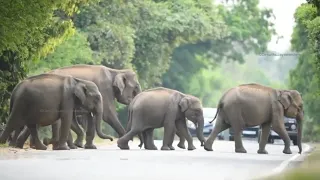රංචු පිටින් පොලොන්නරුව මඩකලපුව පාර පනින අලි | Elephants Crossing on Polonnaruwa Batticaloa Road