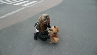Pomeranian meets he`s owner, finally after 1 hour.