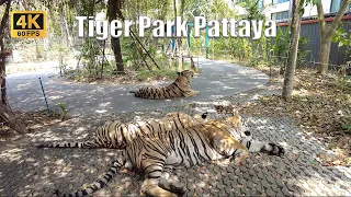 [4K🇹🇭] Pattaya Thailand | Walk Around Tiger Park Pattaya | Play and take photos with tiger |Mar 2023