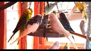 2 Hours of Budgies In Their Aviary - Singing and Playing - Play For Your Budgie - Budgie Sounds