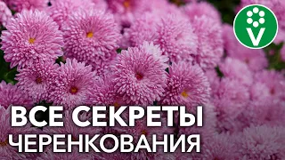 Как из одного куста хризантемы получить 10? Секреты черенкования хризантем