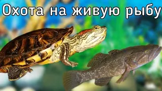 Охота красноухой черепахи на живую рыбу! (Ест живую рыбу!) Охотится! / Анатолий Савельев / ЧЕРИ TV