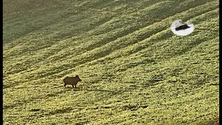 Wild boar hunting in August 2021 - morning outing and 90kg tusker