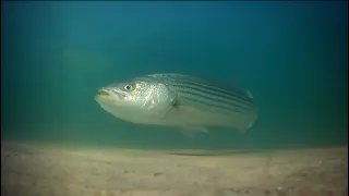 Exciting Underwater Footage Of A Striped Bass "Spitting Out" A Chunk Of Bait