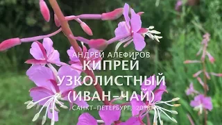 Кипрей (Иван-чай) узколистный. Алефиров А.Н.