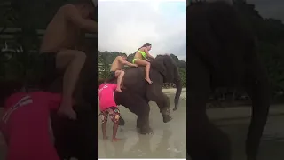 How to fall down like a Russian? Elephant Poop in Thailand with tourists 💩 #shorts