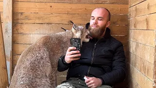 Timofey the raccoon meets an old friend / Umka the Lynx is delighted with the beard