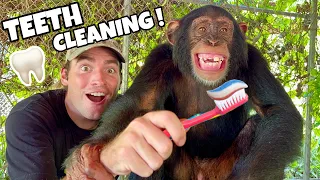 TEACHING BABY CHIMPANZEE TO BRUSH HIS TEETH !