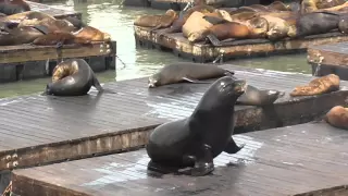 San Francisco California The Seals at Pier 39, Fishermans Wharf