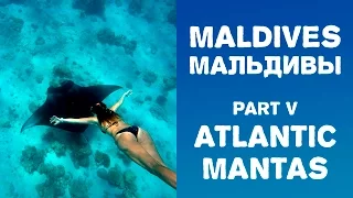 Мальдивы. Часть 5. Гигантские атлантик манты | Самостоятельные путешествия HD