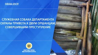 Служебная собака Департамента охраны привела к двум оршанцам, совершившим преступление