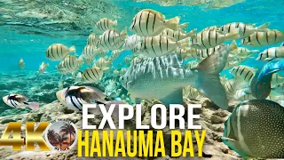 [4K] HANAUMA BAY Nature Preserve | One of the Best Snorkeling Spots in the World | Hawaii Tour 2022
