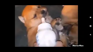 puppy drinking milk and owner spills milk on it by mistake