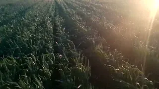 Стан пшениці 17 травня