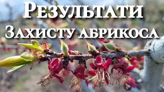 Моніліоз. Результати обробки абрикоса. Остання обробка від моніліозу.