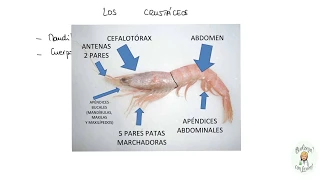 Los crustáceos. Características generales