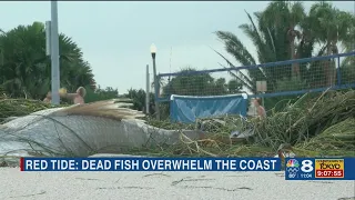 ‘It’s changed our way of life’: Red tide smell ruining downtown St. Petersburg, residents say