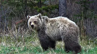 Juvenile grizzly bear siblings fend for themselves after male kills third sibling!