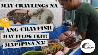 Crayfish may craylings na!| May itlog pa ulit | May mapipisa pa| #australianredclaw  farming  | ARC