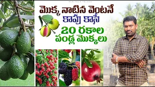 నాటిన దెగ్గర నుండి కాపుకు వచ్చే పండ్ల మొక్కలు | Ready to Yield Fruit Plants  | AgriTech Telugu