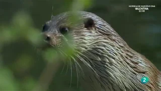 Grandes Documentales-Alemania salvaje  El cinturón verde,