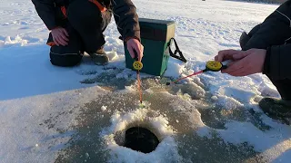 Ловля окуня по первому 3 х сантиметровому льду