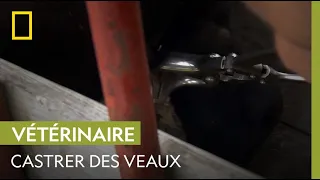 Opération castration pour ces jeunes veaux