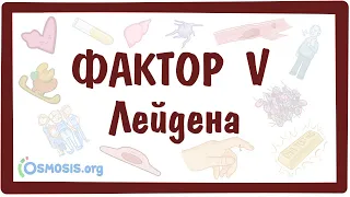 Фактор V Лейдена  — причины, симптомы, патогенез, диагностика, лечение