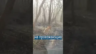 Лев притворяется собакой в молдавском лесу