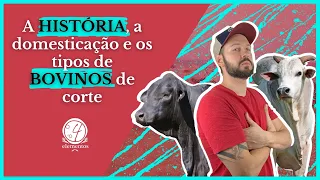 🍖 | OS 2 TIPOS DE RAÇAS DE BOI DE CORTE NO BRASIL E SUA HISTÓRIA DE DOMESTICAÇÃO | 🤘