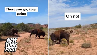 ‘Oh my god’: Woman attacked by bison in shocking POV footage | New York Post