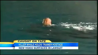 SeaWorld killer whale attacks trainer.
