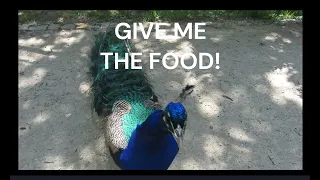 Feeding Two Beautiful Peacocks in the Park