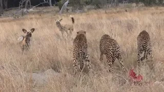 Wild dogs vs Cheetah for Food