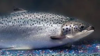 Genetically Modified Salmon - Coming Soon?