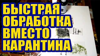 Быстрая Обработка Растений вместо Карантина. Альгодез Бактодез от Водорослей и Паразитов в Аквариуме