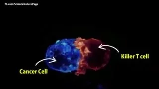 Killer T Cells Attacking Cancer Cells