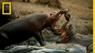 A Hippo Battle | Hostile Planet