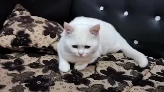 White Cat kitten