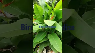 A VARIETY OF BIRDS OF PARADISE