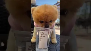 Pomeranian Puppies😘😍-Funny Puppy & Cute Video-Animal Haus#shorts