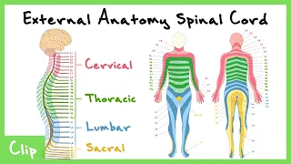 External Anatomy Of The Spinal Cord Explained (Spinal Nerves & Dermatomes) | Clip