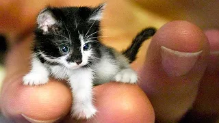 ▽ 10 самых маленьких пород кошек