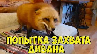 Ли Сяо / Alice the Fox Алиса Лиса (Оборона дивана любой ценой)