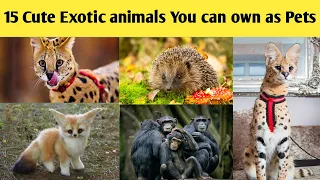 15 Cute Exotic animals You can own as Pets #cute animals #wildlifeplanet #exoticanimals