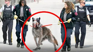Tenhle pes je 100-krát nebezpečnější než vlk. Musíte vidět, abyste tomu uvěřili...