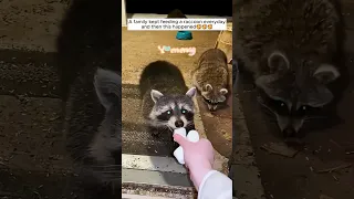 A family kept feeding a raccoon everyday and then this happened #shorts