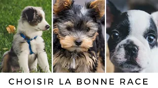 Bien choisir son chien - Partie 1- Les races  | Cheryl Baker