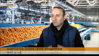 В Грузии завершается сезон сбора мандаринов
