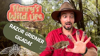 Razor Grinder Cicadas - Henry's Wild Life AUSTRALIA!